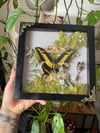Mossy swallowtail box 