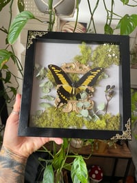 Image 2 of Mossy swallowtail box 