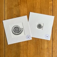 Ammonite Giclee Print