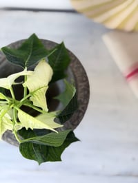 Image 4 of Vase Médicis en fonte