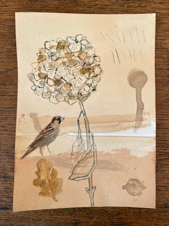 Image of Sparrow and dried hydrangea 