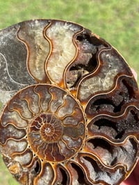 Image 6 of Ammonite Fossil Pair | Madagascar #2907