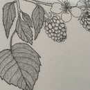 Image 2 of £50 originals - Rasberries , pointillism
