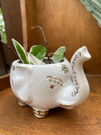 Image 2 of Sea Star Hoya in White/Gold Elephant