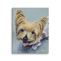 Image 3 of Long Haired Silver Yorkie