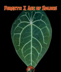 Image 5 of Forgetii x aos x skg grey x blue velvet