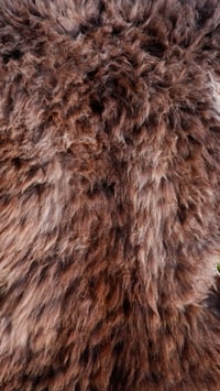Image 3 of Harting Black Sheepskin #4