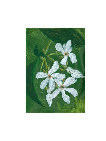 Image of Jasmin étoilé - 1 inflorescence (4)