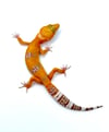 Sunglow (Tremper) H-07 