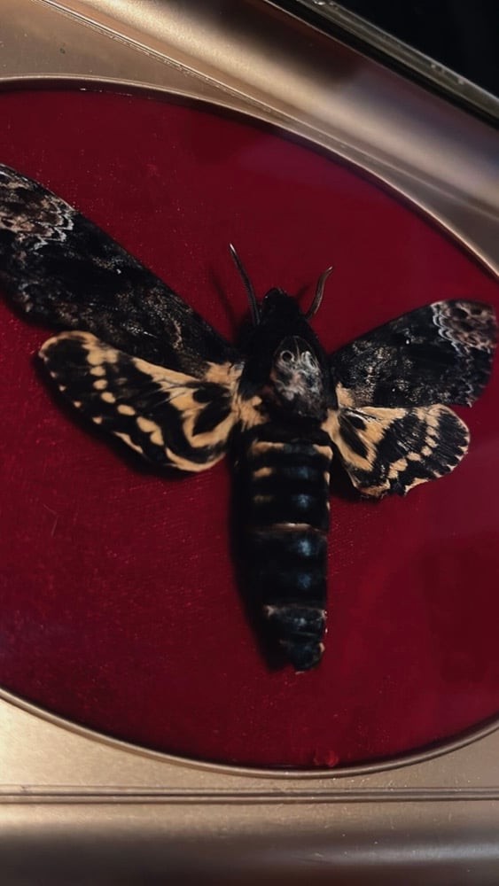 Image of  Deaths Head Moth  