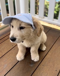 Image 2 of Baby Blue Corduroy Pet Hat
