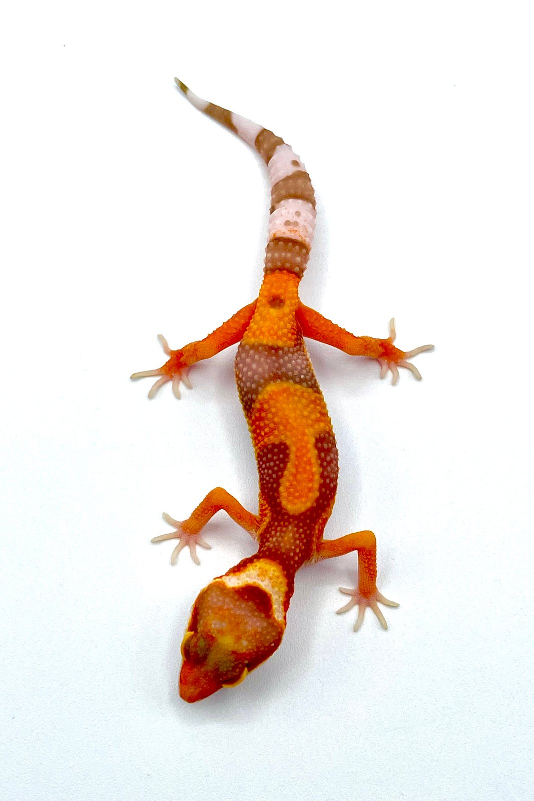 firewater leopard gecko