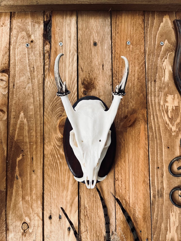 Image of Exceptional Reeves Muntjac 