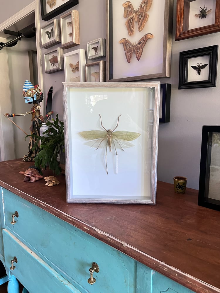 Image of Largest Grasshopper in the World