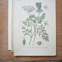 Image 5 of Planches De Botanique Anciennes Potager II