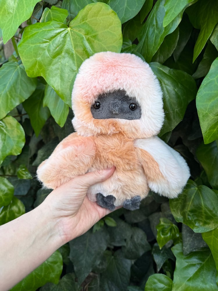 Image of silkie chicken-first payment