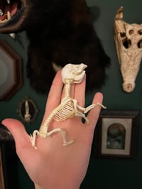 Image 1 of Pathological Daschund Puppy Skeleton