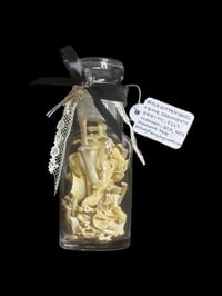 Image 1 of wild kitten skull + bones jar