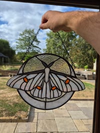Image 1 of Ghost silkmoth