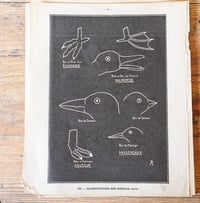 Image 8 of Planche histoire naturelle en noir & blanc