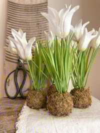 Image 1 of Tulips on moss balls ( Set of 2 or 4 )
