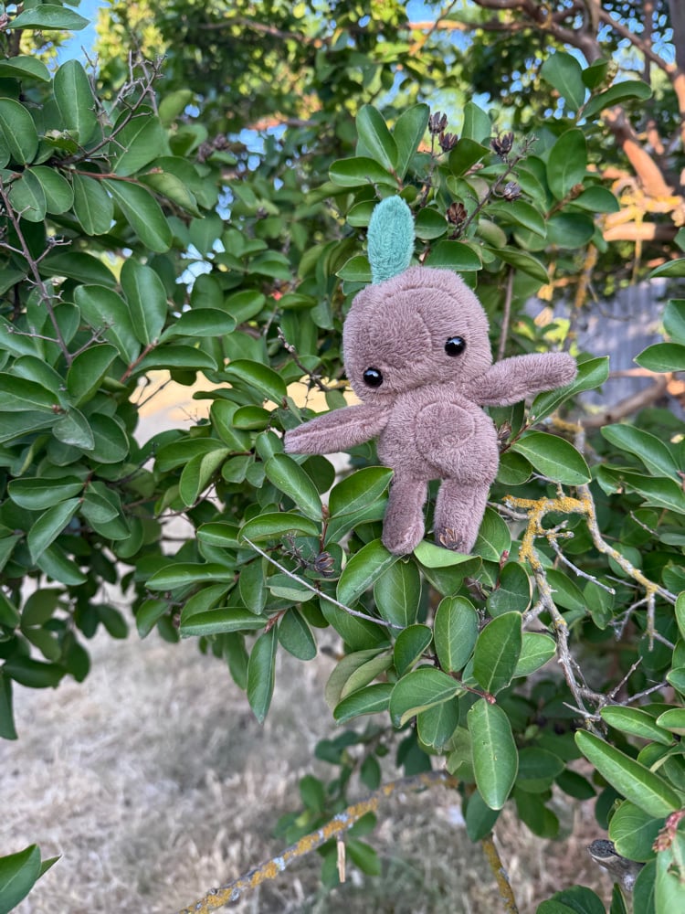 Image of baby tree