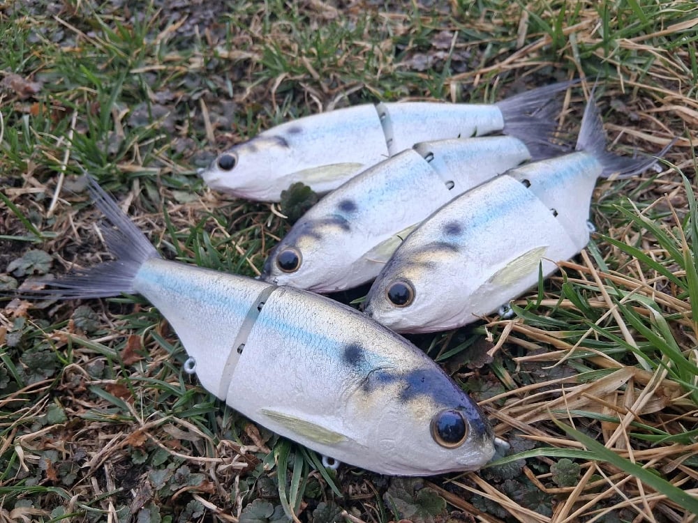 Image of Snack Shad