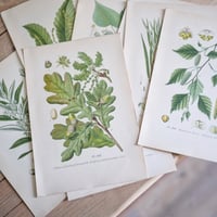 Image 1 of Planches De Botanique Chêne, Maronnier, Châtaignier & Bouleau