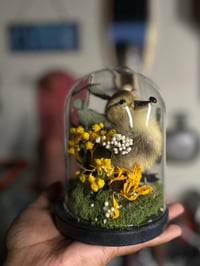 Image 2 of lucky duckling