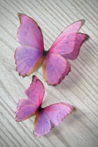 Image 1 of Berry (set of 2)