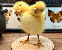 Image 3 of Taxidermy Two Headed Duckling 