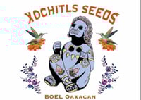 Xochitls Seeds - BOEL Oaxacan - Lemonade pheno 