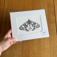 Image 5 of Various 10x8 B/W Moth Giclee Prints