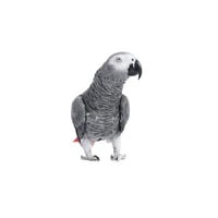  African Grey Parrot