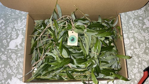 Image of ⭐️SPECIAL OFFER⭐️ Box of fresh willow and small willow wreath copy