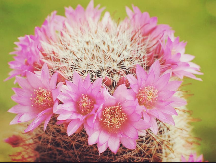 Image of pincushion cactus flower essence 