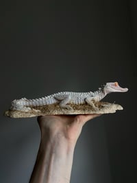 Image 2 of Dwarf caiman model 