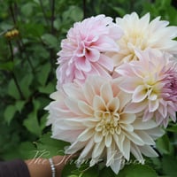 Image 2 of Mixed Dahlia seed