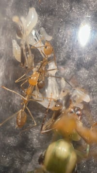 Image 2 of Oecophylla smaragdina (Green Weaver)