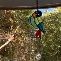 Guacamaya