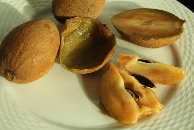 BROWN SHUUGA! Naseberry Fruit Powder (aka Sapodilla-Chickoo-Sapota) Parasites-Fever-Bones-IBS