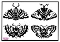 ‘Dark moths’ Flash Sheet
