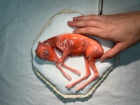 Image 4 of Death cast Roe Deer Embryo 