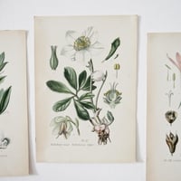 Image 1 of Planche De Botanique Colorée 