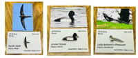 Image 1 of July 2022 UK Birding Pins Releases