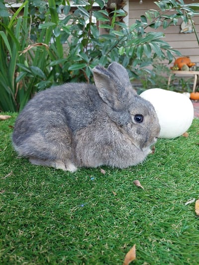 Image of  Cinderella (F)