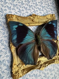 Image 2 of Memphis lineata