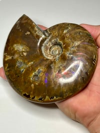Image 6 of Large Purple Iridescent Ammonite Fossil #2443