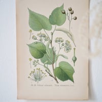 Image 4 of Planches De Botanique Saule, Tilleul, Olivier & Platane