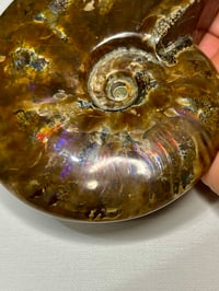 Image 2 of Large Purple Iridescent Ammonite Fossil #2443